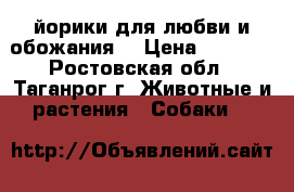 йорики для любви и обожания  › Цена ­ 8 000 - Ростовская обл., Таганрог г. Животные и растения » Собаки   